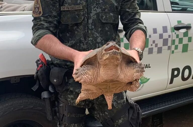 Vídeo: Tartaruga-aligátor que tem a mordida mais forte do que a de um leão, é encontrada em SP
