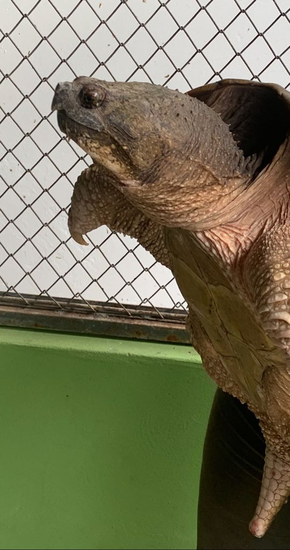 Tartaruga-aligátor é encontrada em Presidente Prudente — Foto: Polícia Ambiental