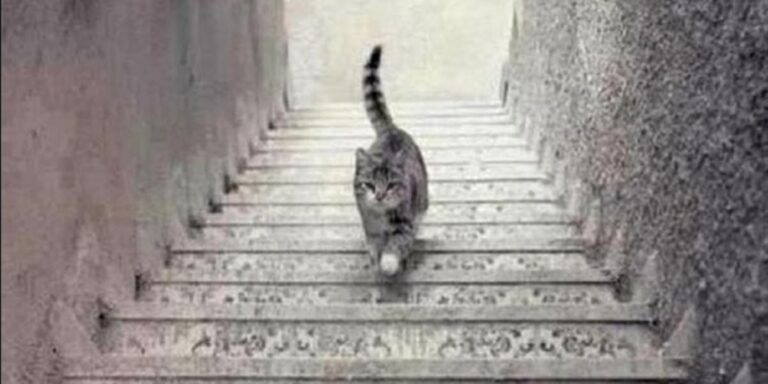 Teste psicológico: O gato está descendo ou subindo a escada? Sua resposta diz respeito com sua personalidade