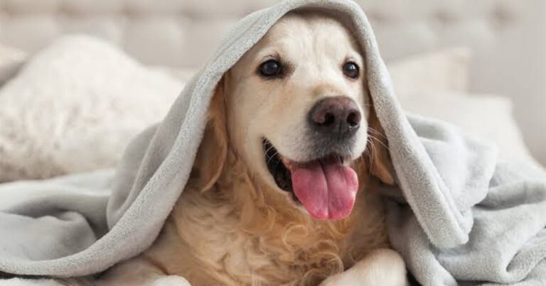 Xixi de cachorro: como tirar o cheiro da sua casa