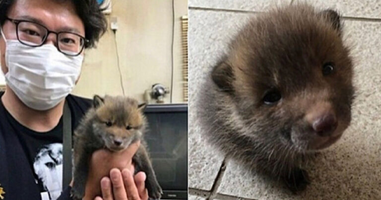 Rapaz encontra ‘cãozinho’ abandonado em estrada, leva para casa, mas tem uma surpresa estarrecedora