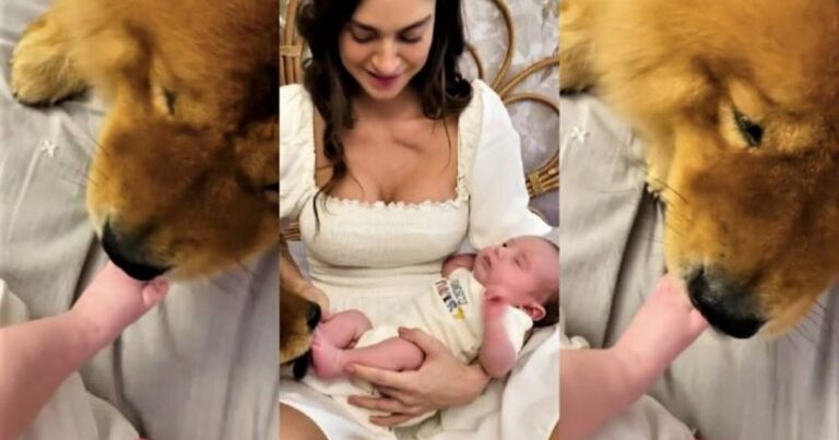Thaila Ayala é criticada ao permitir que cachorro lambuze o pé do seu filho com lambidas: ‘Quem aguenta’