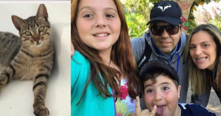 Gato de família em Petrópolis, ajuda nas buscas pelas vítimas e o que encontrou é de emocionar qualquer um