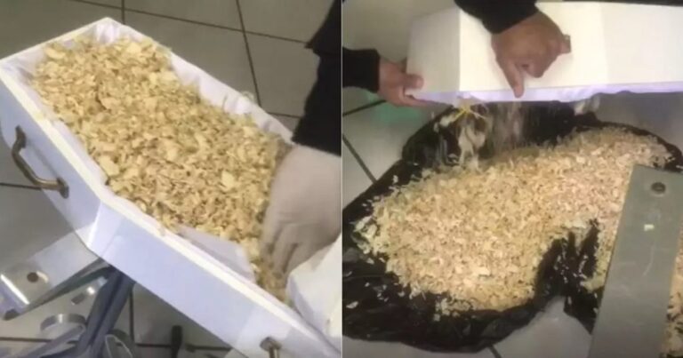 Mãe tira filha do caixão e descobre algo assustador: ‘É de Arrepiar’