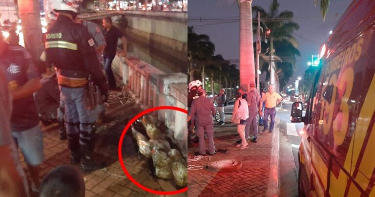 Vídeo: Bombeiros são chamados para uma ocorrência, mas ao chegar no local, se deparam com algo surpreendente