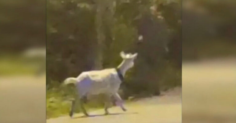 Vídeo que exibe suposta ‘assombração’ ao lado de uma cabra em praia de Niterói viraliza