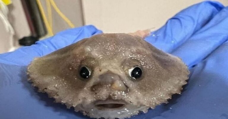 Novo animal é descoberto e você internautas desacreditam de onde ele estava: ‘Muito estranho’