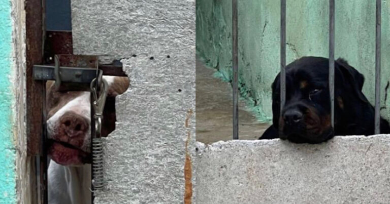 Polícia Civil resgata cachorros que sofriam maus-tratos em canil clandestino na zona norte de SP