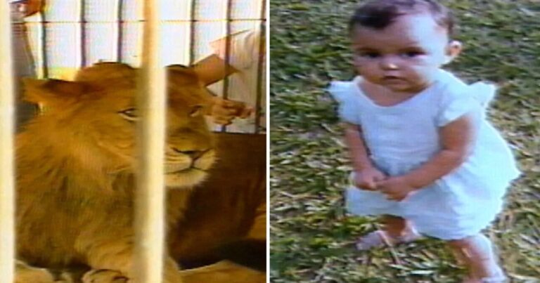 Conheça a história do leão criado como cachorro que fugiu e tirou a vida de criança