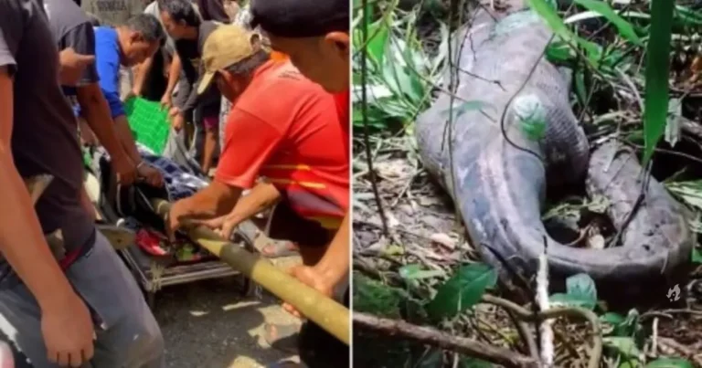 Vídeo: Mulher é encontrada dentro de cobra gigante após dias desaparecida