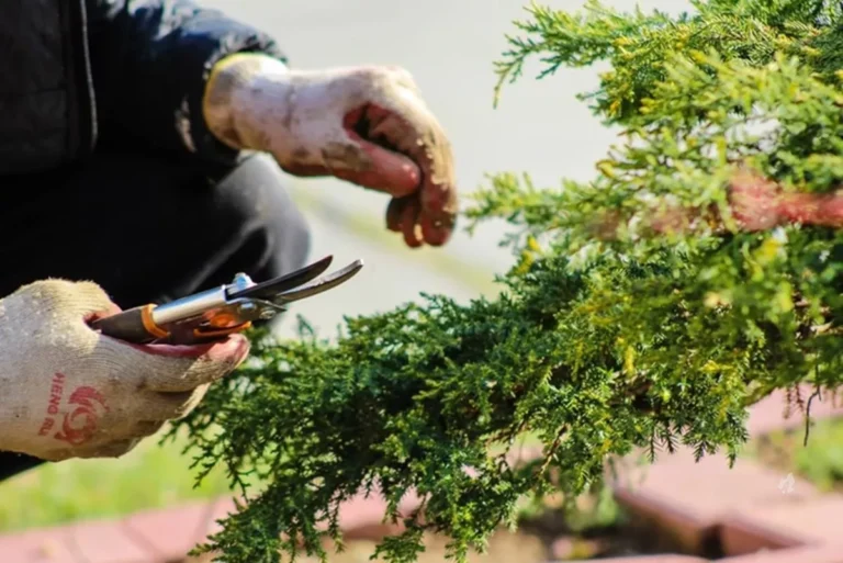 As plantas gritam quando sofrem? A ciência responde