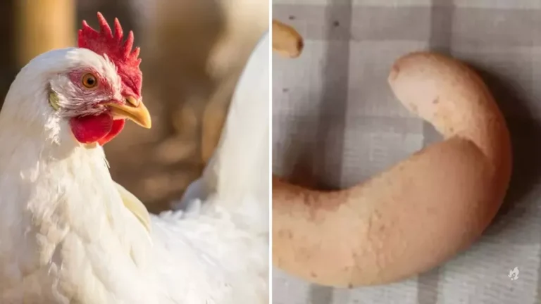 Galinha bota ovo em formato de meia-lua em sítio de MG; entenda