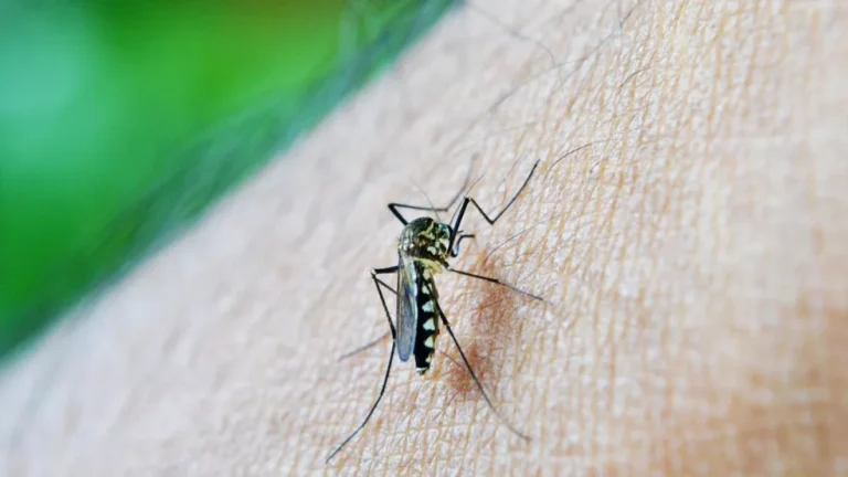 Dengue em Conchas: 4ª morte pela doença é confirmada em 2025
