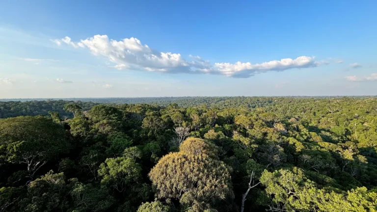 Brasil fecha acordo para aumentar vigilância contra crimes na Amazônia