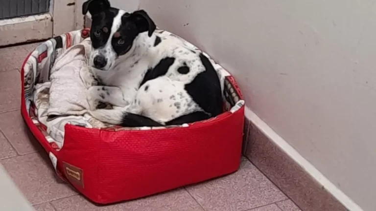Cachorro será indenizado após ganhar ação judicial contra ex-tutor por maus-tratos no Paraná