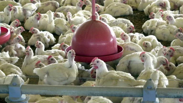 Brasil pode deixar de exportar R$ 1,6 bi em frango por mês com suspensões