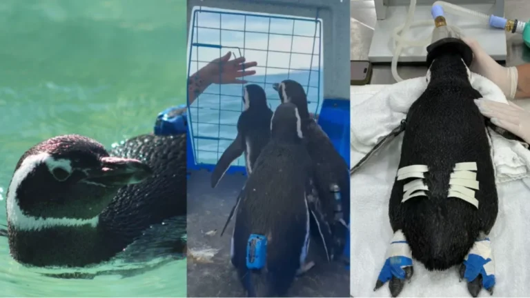 Vídeo: Ao som de “Madagascar”, pinguins são soltos no mar em Florianópolis