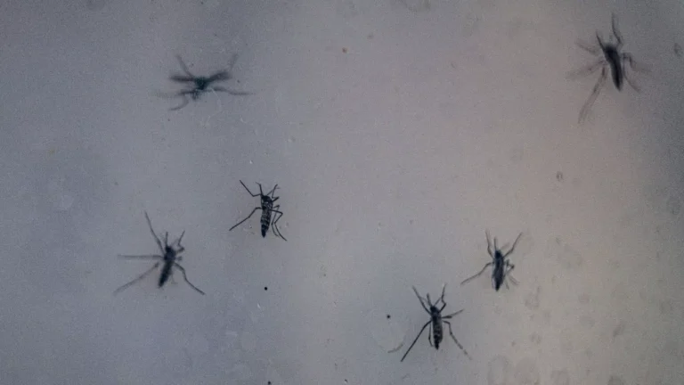 Sobe para 14 o número de mortos por dengue na cidade de SP