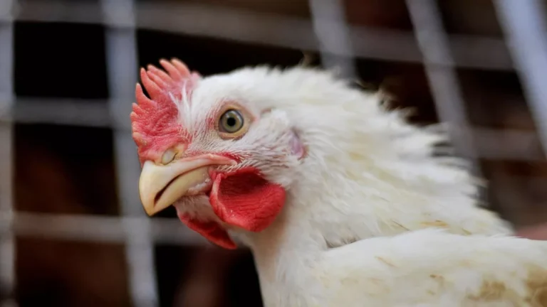 Brasil investiga 13 casos suspeitos de gripe aviária