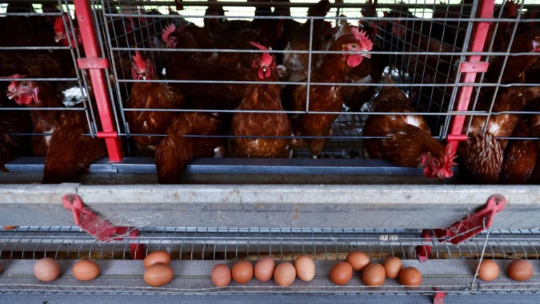 México reduz restrições à carne de frango do Brasil, diz ministério