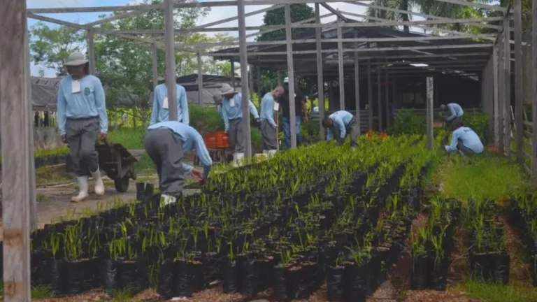 Detentos cultivam mais de 50 mil mudas para COP30 em Belém