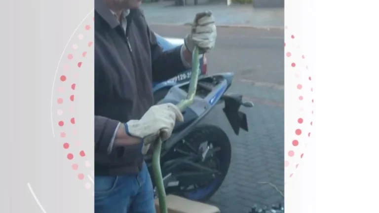 Motociclista leva serpente de carona sem saber que animal estava no veículo, no Paraná