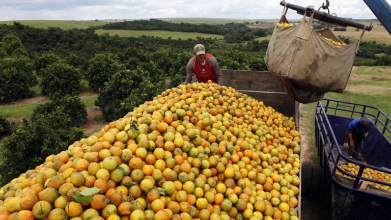 Produtores consideram deixar laranja apodrecer no pé por causa de tarifas