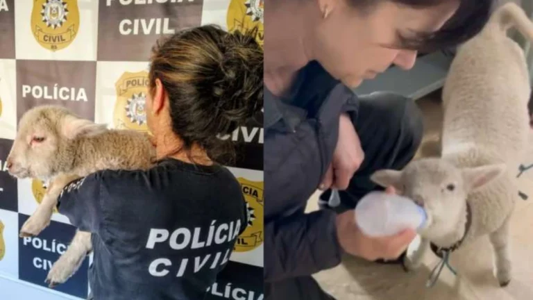 Filhote de ovelha é encontrado amarrado e sem água em apartamento no RS