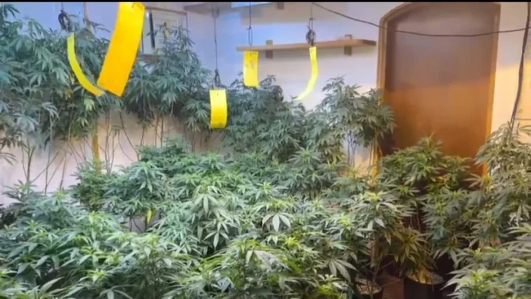 Homem é preso por cultivar droga em mansão no litoral de São Paulo