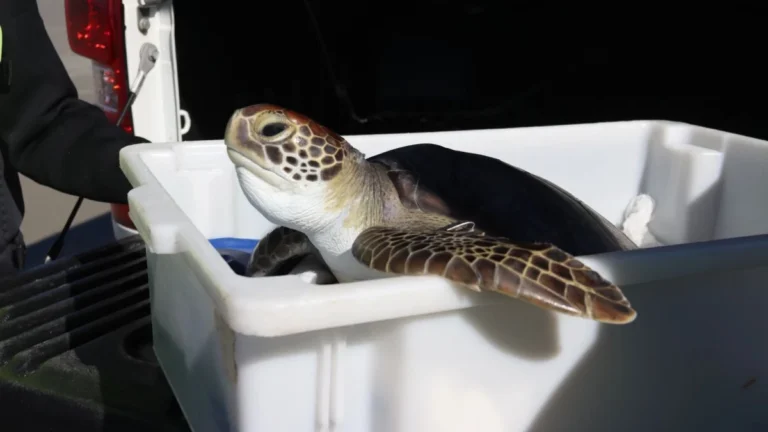 Mais de 300 tartarugas-verdes encalharam no litoral do Paraná no último mês