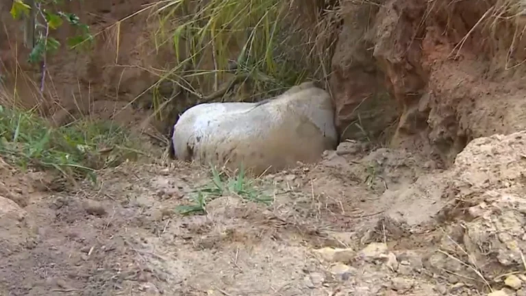 Cortei por cortar: homem que cortou patas de cavalo disse que estava alcoolizado e se diz arrependido