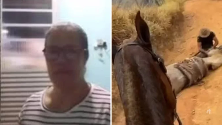 Mãe do agressor do cavalo mutilado em Bananal se manifesta pela primeira vez sobre o caso: ” Ele faz de tudo”
