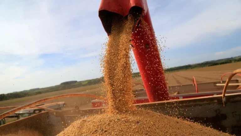 Importações de soja do Brasil pela China aumentam 13,9% em julho