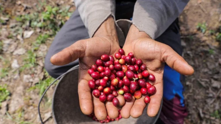 EUA foram maiores compradores de café brasileiro até julho, diz Cecafé