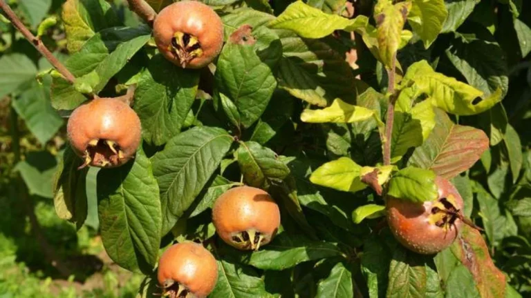 Pouco conhecida, fruta originária da Ásia é capaz de regenerar o fígado; saiba mais