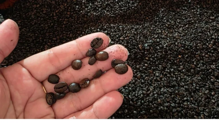 Deputados dos EUA apresentam projeto de lei para zerar tarifas sobre café