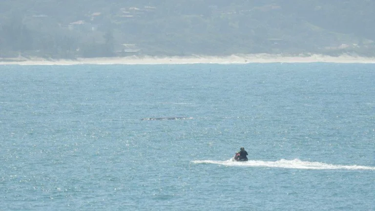Piloto de jetski é multado em R$ 2,5 mil por importunar baleias em SC