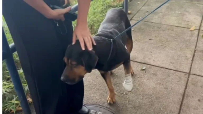 Cachorro baleado e “jurado de morte” por traficantes é resgatado no RJ