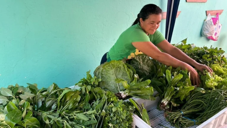 COP30 vai servir 120 mil refeições com produtos da agricultura familiar