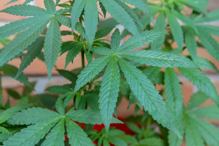 Anvisa aprova pedido e autoriza Embrapa a pesquisar cultivo de cannabis