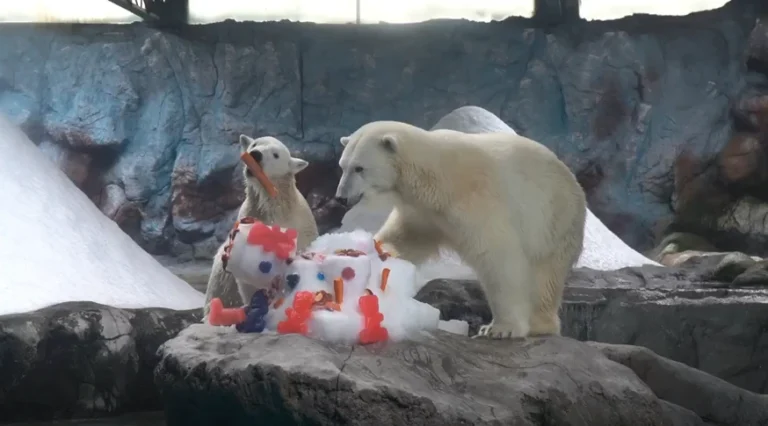 Primeiro filhote de urso-polar da América Latina completa um ano de vida