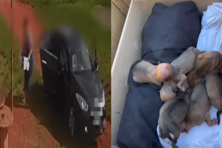 Vídeo: Idosa é flagrada abandonando cadela e filhotes debaixo de chuva forte