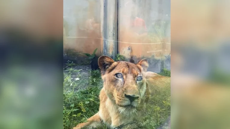 Leoa que matou homem em parque de João Pessoa está bem, afirma veterinário