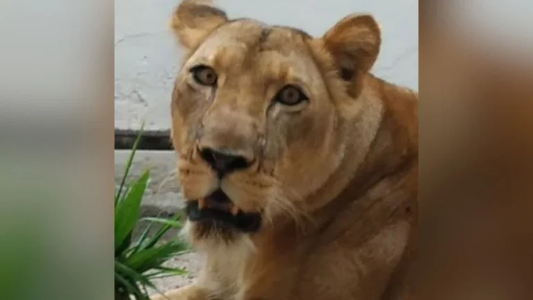 Zoológico na Paraíba segue fechado após morte de visitante; leoa está bem