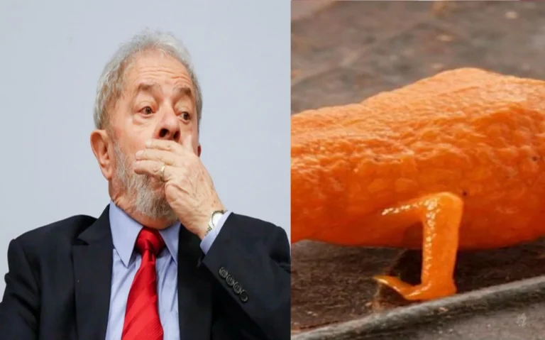 Cientistas batizam nova espécie de sapo com nome de Lula em homenagem