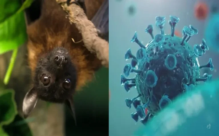 Conheça o Nipah, vírus altamente letal que assusta a Ásia