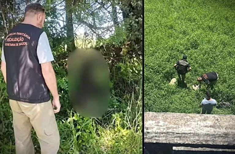 Um enforcado e 5 descartados sob uma ponte: Polícia apura série de mortes violentas de cães no RS