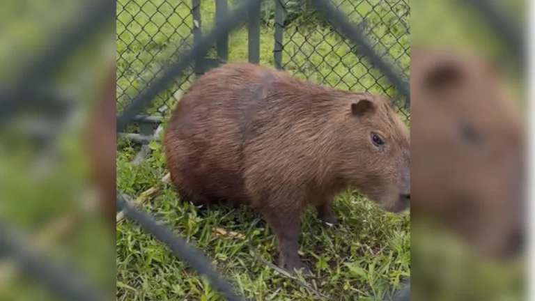 Vídeo: Com plástico no corpo, capivara é resgatada perto do Rio Pinheiros