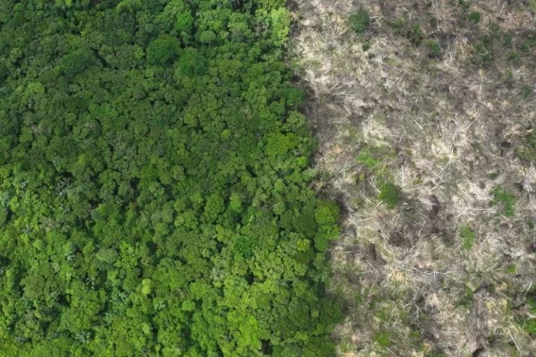 STF determina novas medidas para combater o desmatamento na Amazônia
