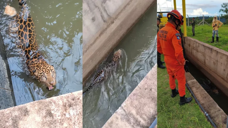 Vídeo: Onça-pintada presa em canal de usina hidrelétrica é resgatada em MT